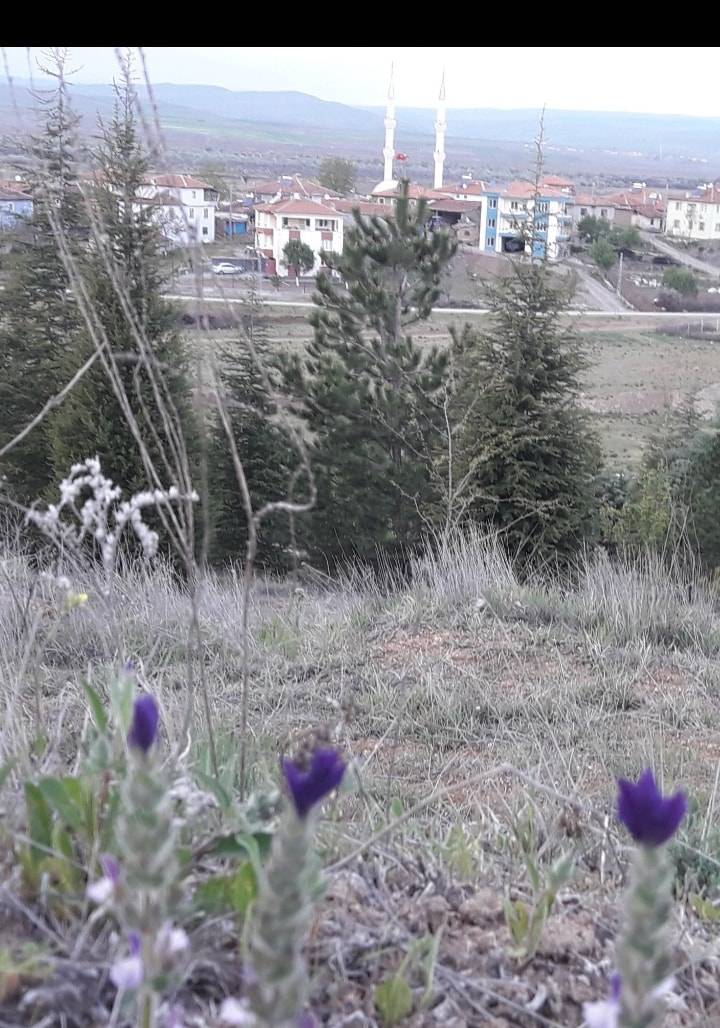 Kızılırmak Kavlaklı Köyü Resimleri 9