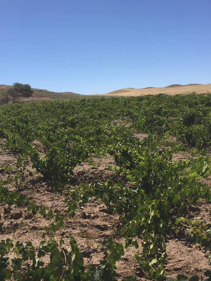 Kızılırmak Korçullu Köyü Resimleri 10