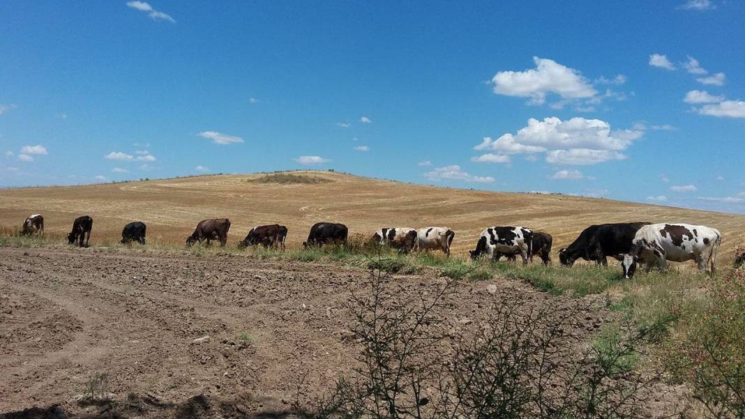 Kızılırmak Korçullu Köyü Resimleri 2
