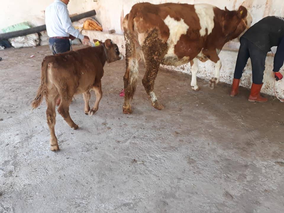 Kızılırmak Korçullu Köyü Resimleri 4