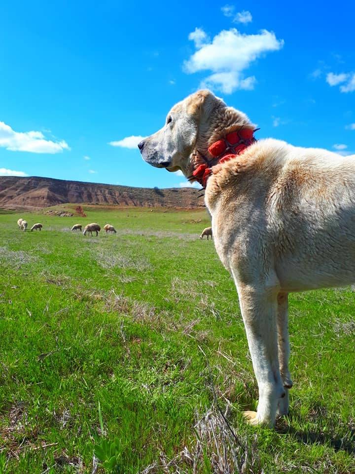 Kızılırmak Korçullu Köyü Resimleri 8