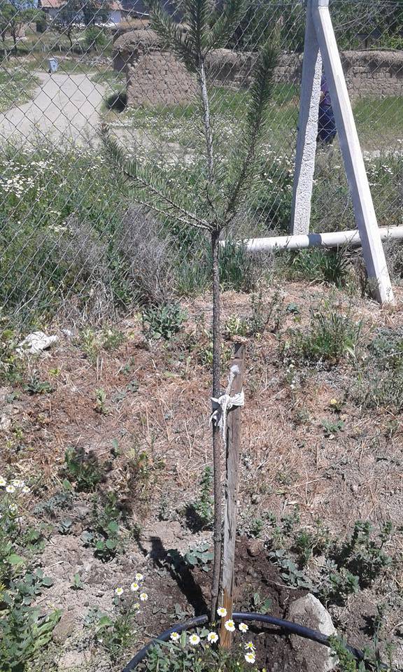 Kızılırmak Kuzeykışla Köyü Resimleri 3