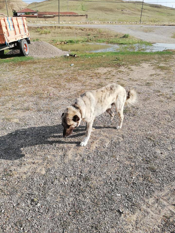 Kızılırmak Kuzeykışla Köyü Resimleri 4