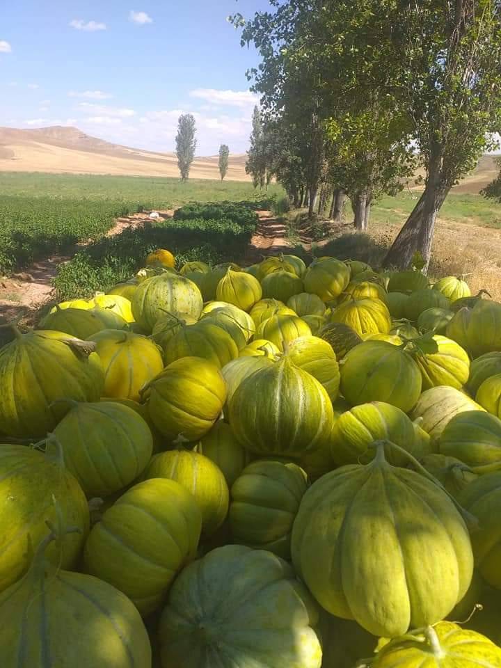 Kızılırmak Sakarca Köyü Resimleri 8