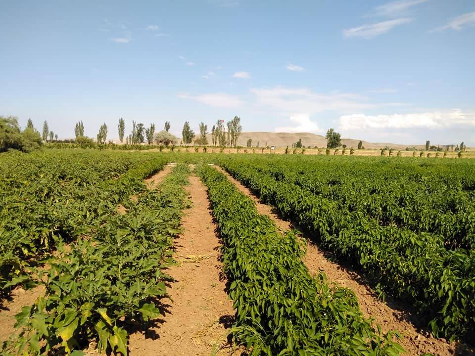 Kızılırmak Tımarlı Köyü Resimleri 5