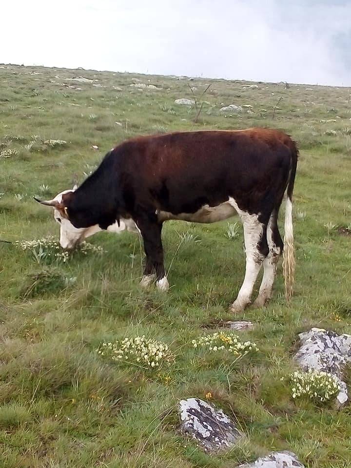 Kurşunlu Demirciören Köyü Resimleri 6