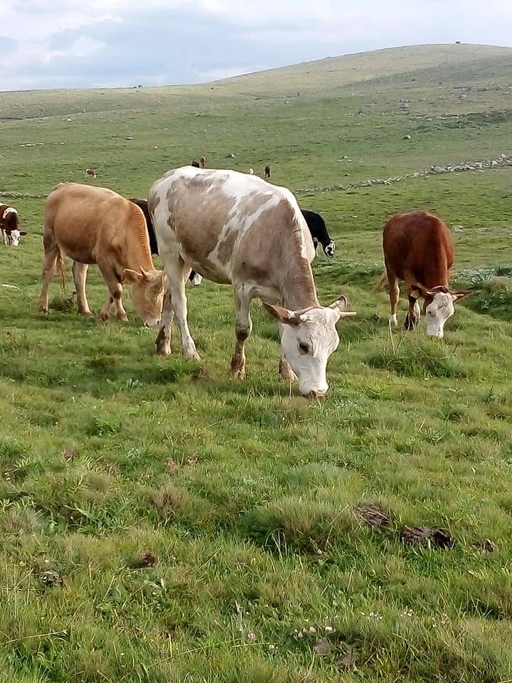 Kurşunlu Demirciören Köyü Resimleri 7