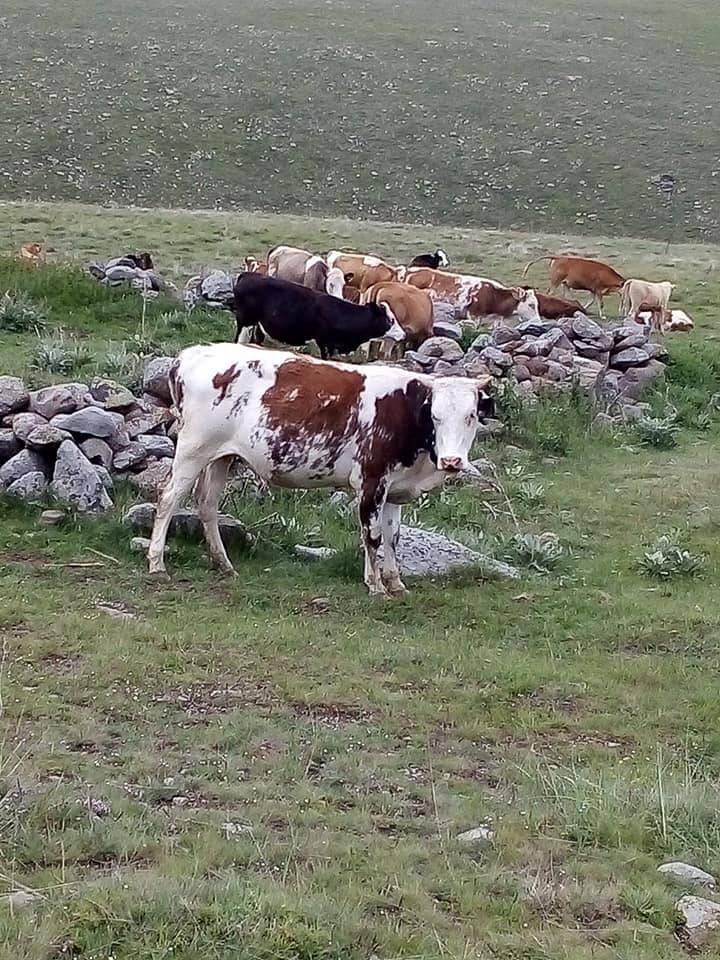 Kurşunlu Demirciören Köyü Resimleri 8