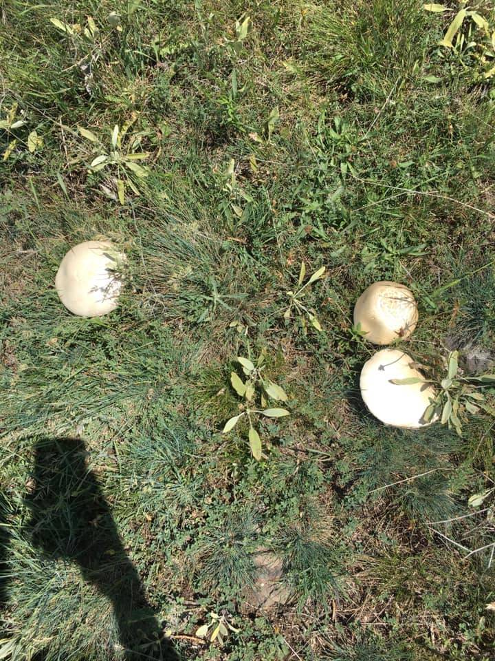 Kurşunlu Göllüce Köyü Resimleri 11