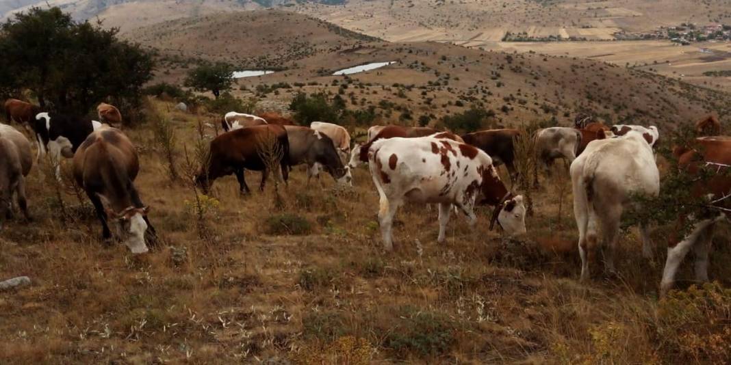 Kurşunlu Kapaklı Köyü Resimleri 3