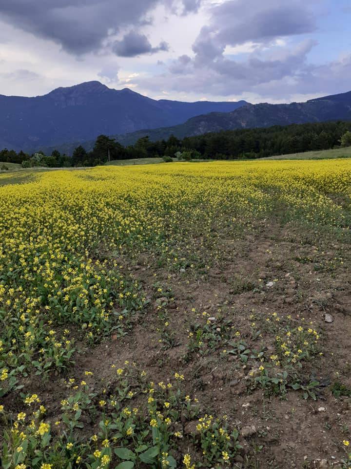 Kurşunlu Sarıalan Köyü Resimleri 1