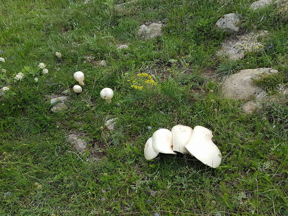 Kurşunlu Yeşilören Köyü Resimleri 2