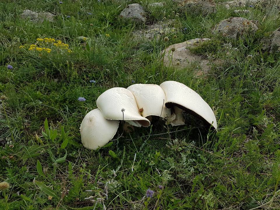 Kurşunlu Yeşilören Köyü Resimleri 4