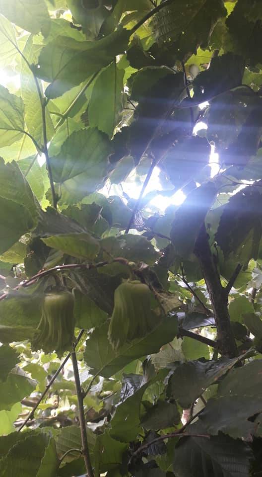 Kurşunlu Yeşilören Köyü Resimleri 7