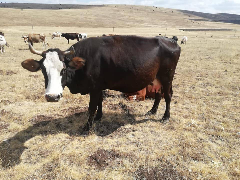 Orta Gökçeören Köyü Resimleri 7