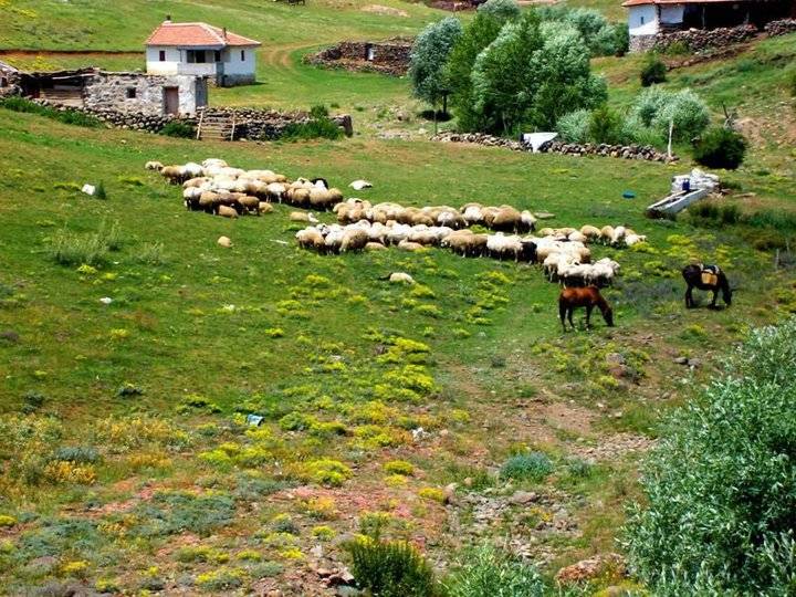 Orta Sakarcaören Köyü Resimleri 1