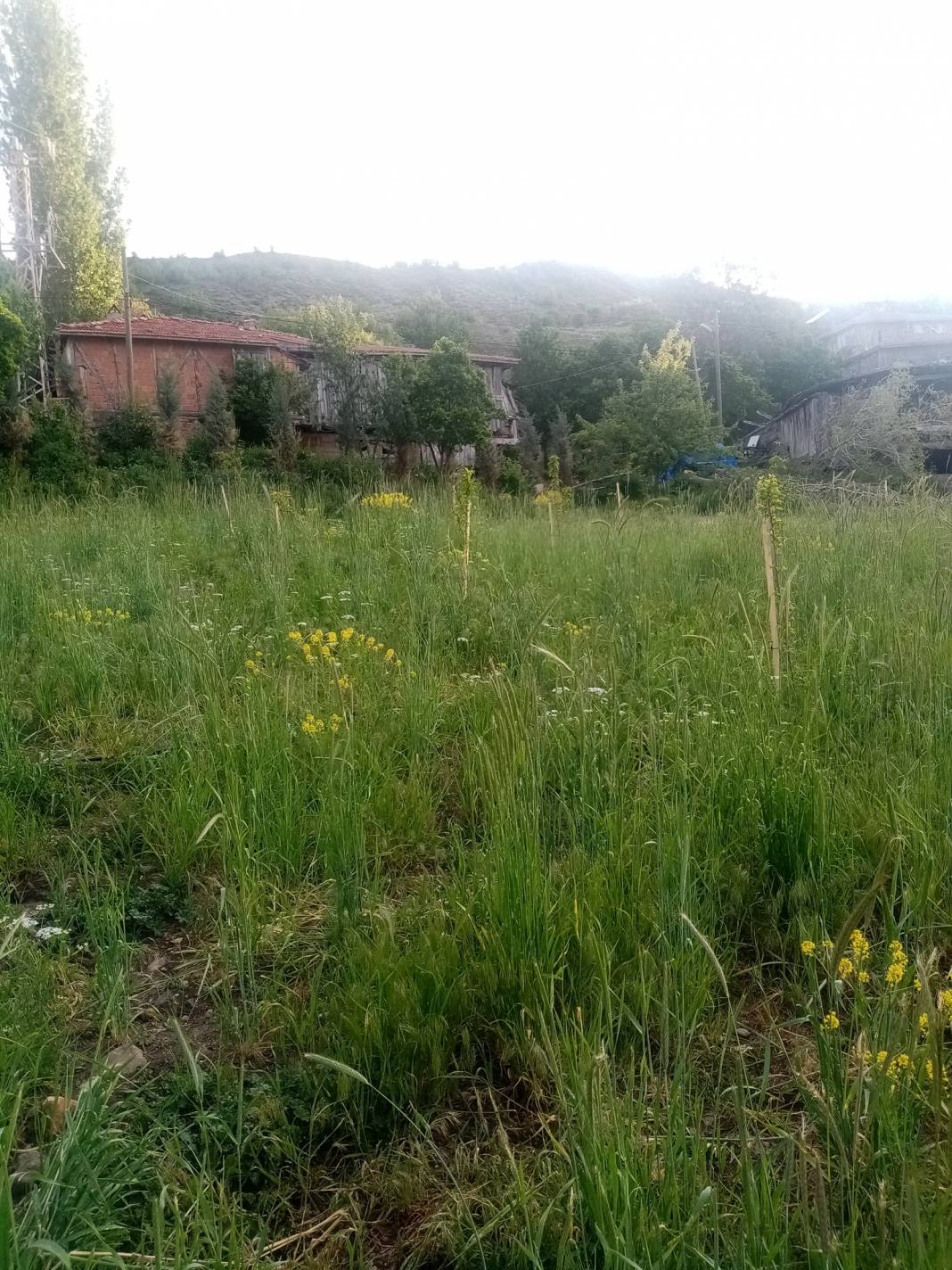 Yapraklı Davutlar Köyü Resimleri 8