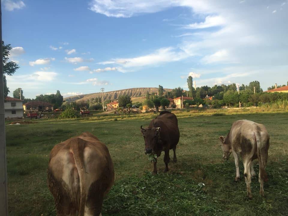 Yapraklı Yüklü Köyü Resimleri 3