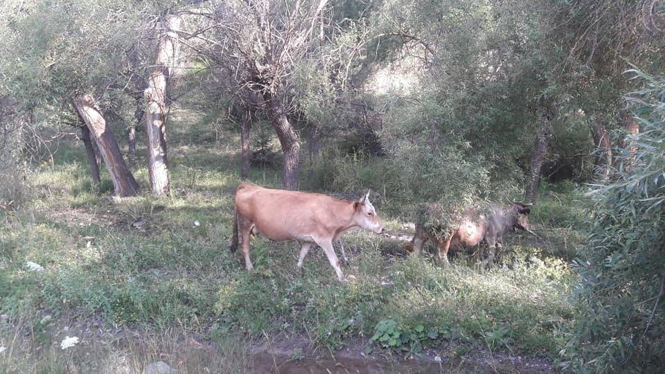 Çankırı Ahlatköy Köyü Resimleri 1