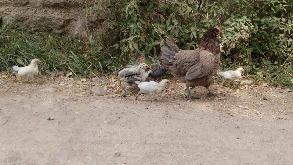 Çandıra İçyenice Köyü Resimleri 4