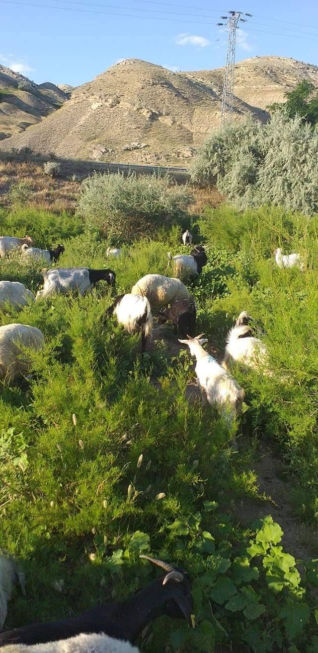 Çankırı Süleymanlı Köyü Resimleri 6