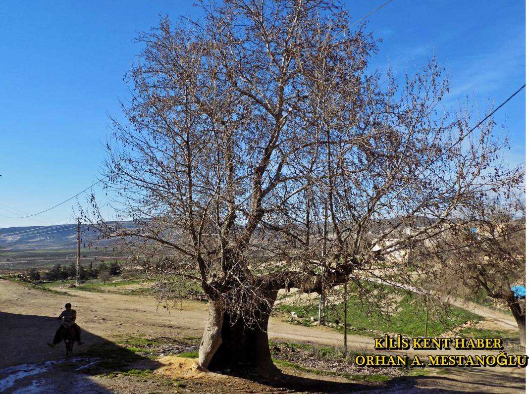 Polateli Söğütlü Köyü Resimleri 6