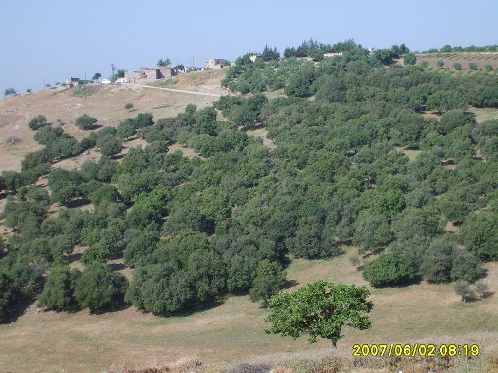 Musabeyli Aşağıbademli Köyü Resimleri 4