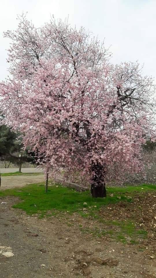 Musabeyli Gözlüce Köyü Resimleri 1