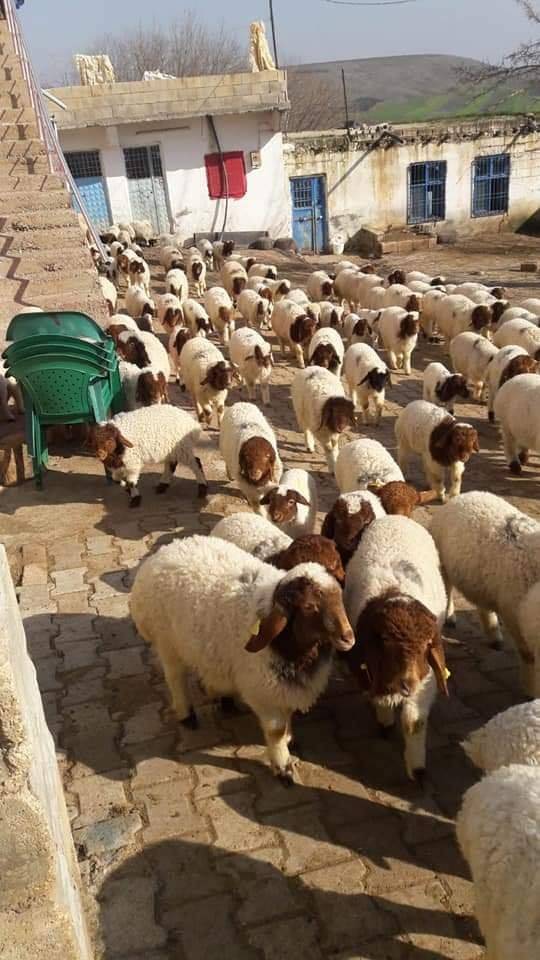 Musabeyli Gözlüce Köyü Resimleri 2