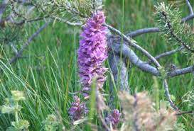 Eyyübiye Başgöze Köyü 3