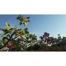 Eyyübiye Beyazyaprak Köyü 3