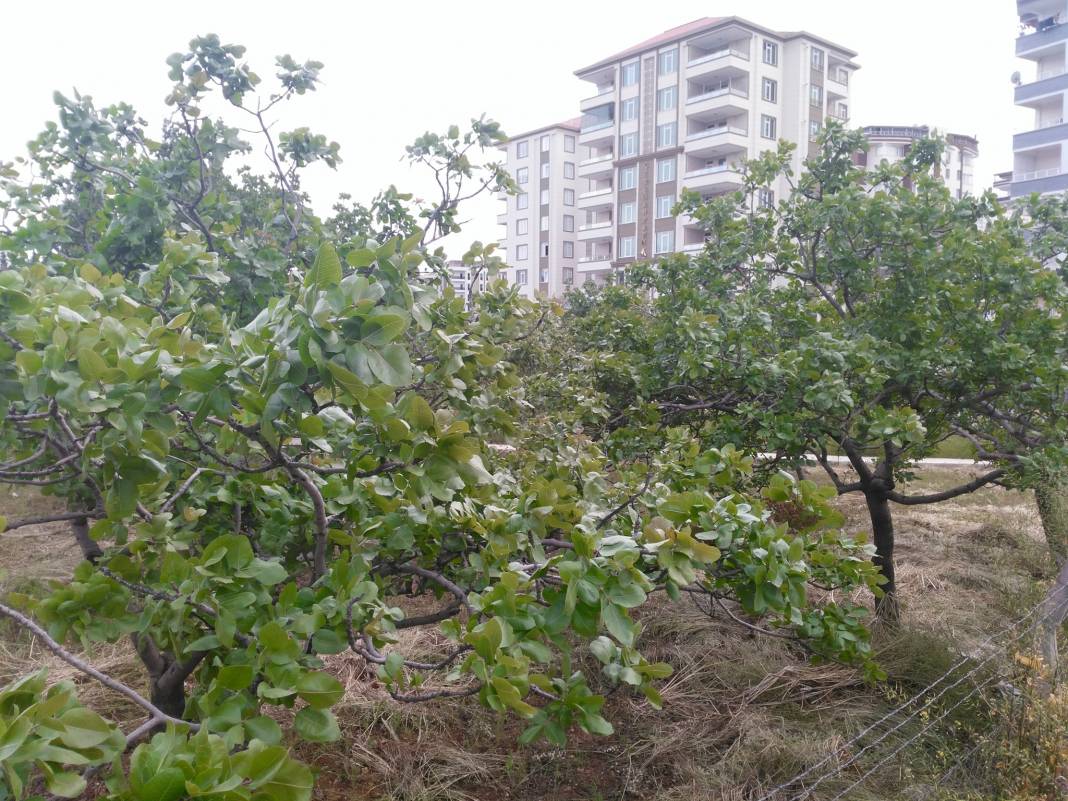 Eyyübiye Bildim Köyü 4