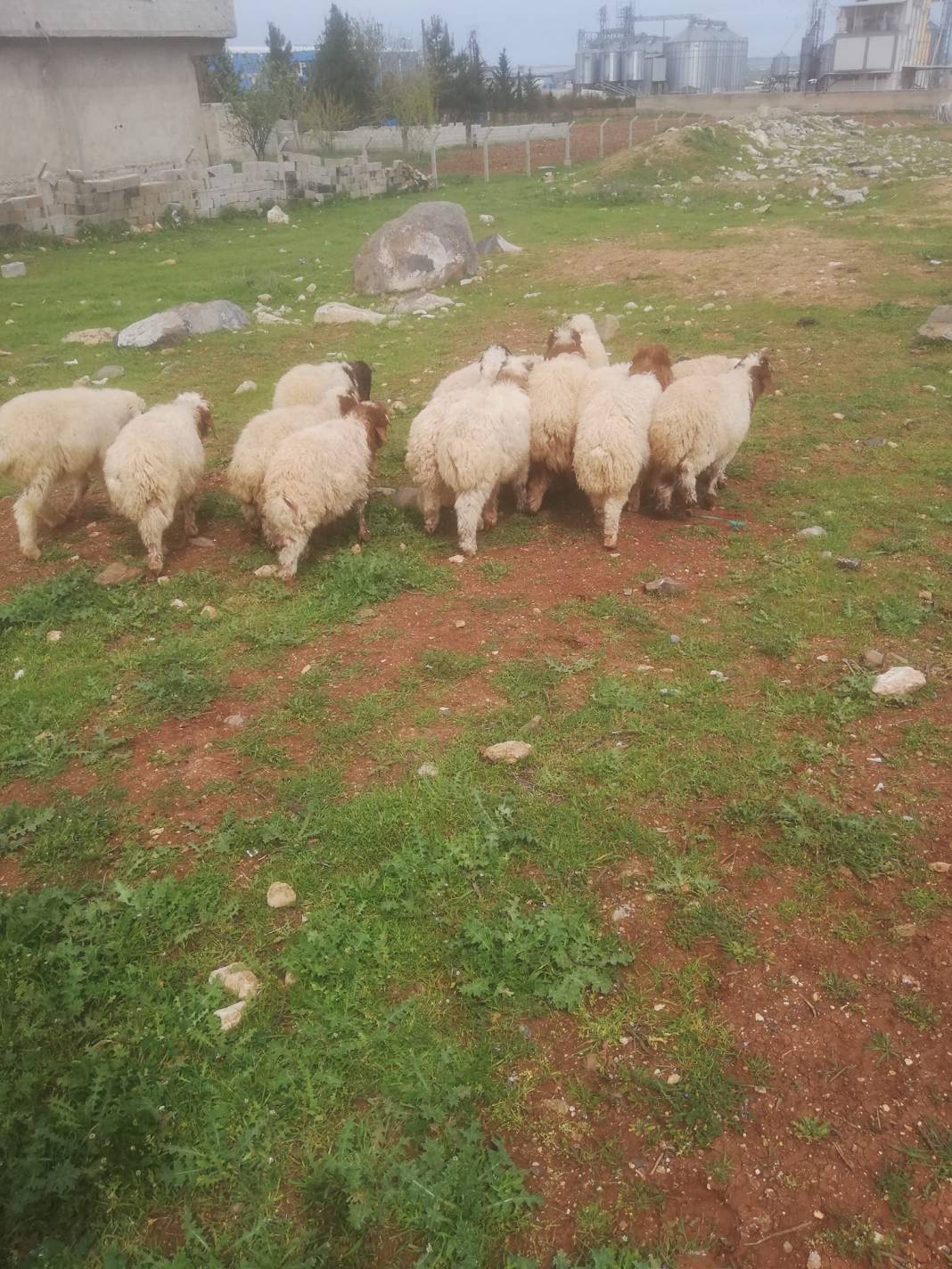 Eyyübiye Büyükhan Köyü 1