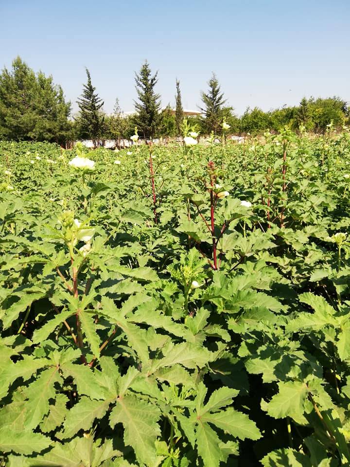 Eyyübiye Büyükhan Köyü 3