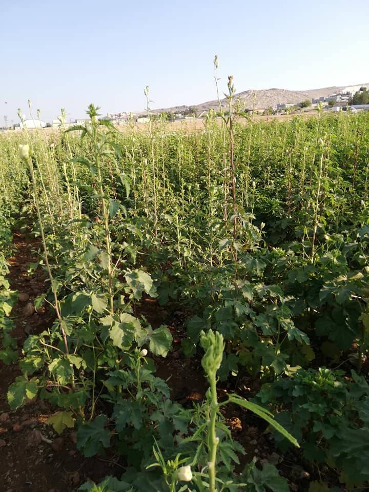 Eyyübiye Büyükhan Köyü 4