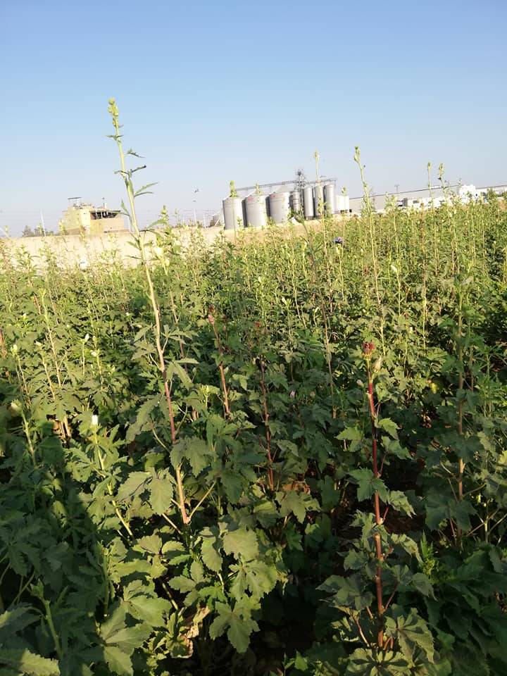 Eyyübiye Büyükhan Köyü 5