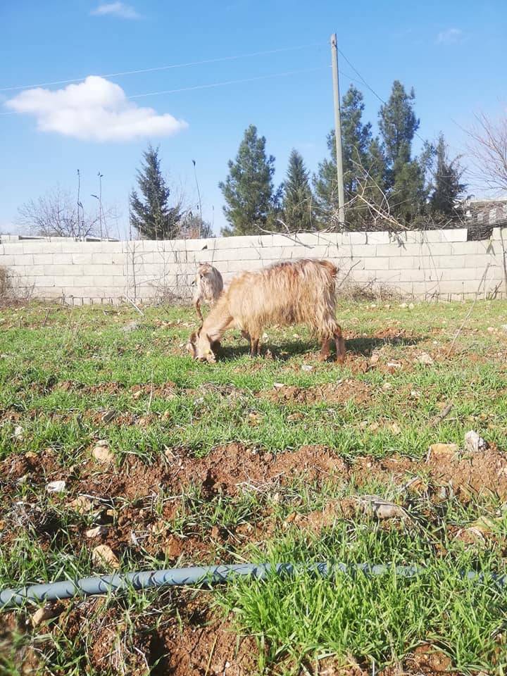 Eyyübiye Büyükhan Köyü 7