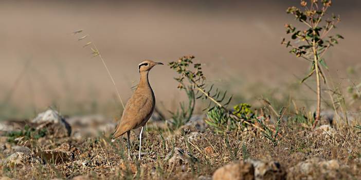Birecik Akpınar Köyü