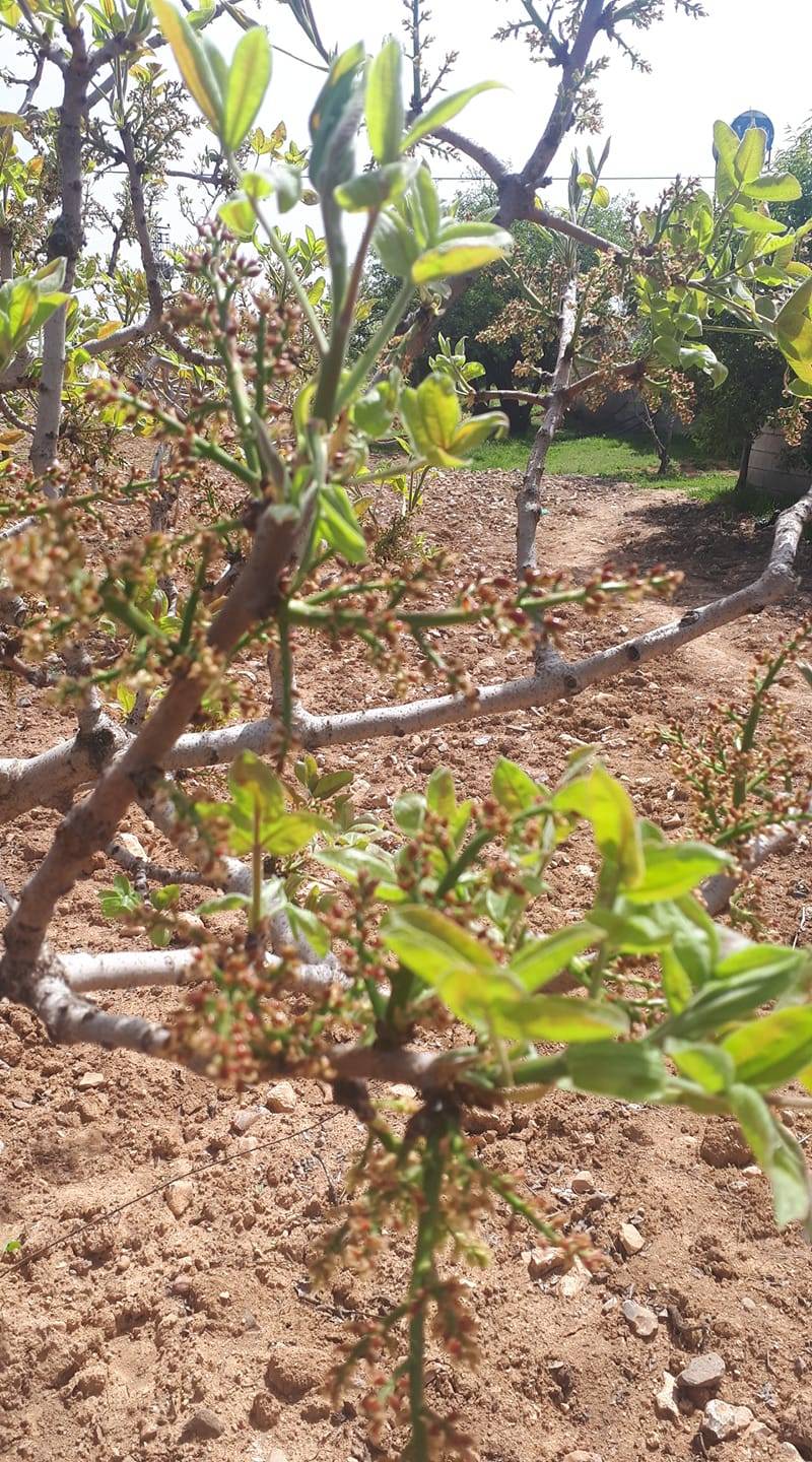 Birecik Almaşar Köyü 5