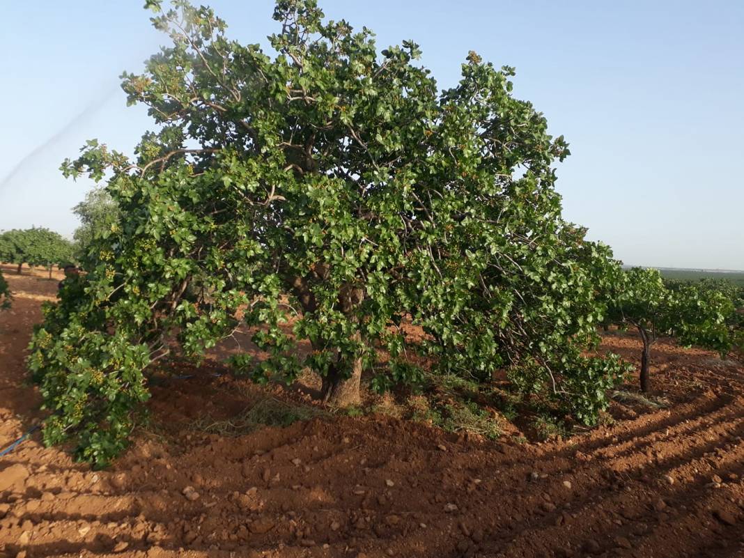 Birecik Altınova Köyü 1