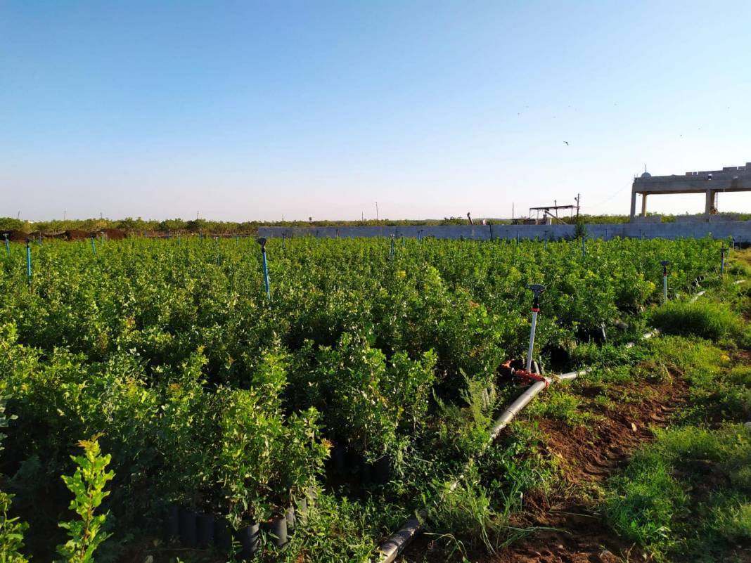 Birecik Altınova Köyü 10