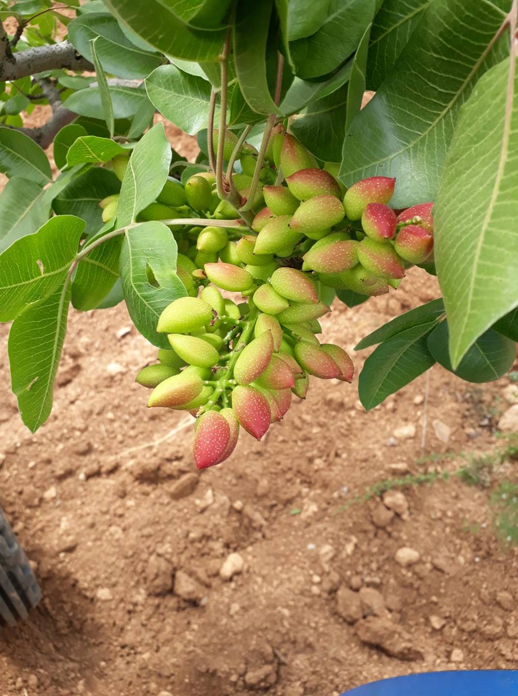 Birecik Altınova Köyü 2