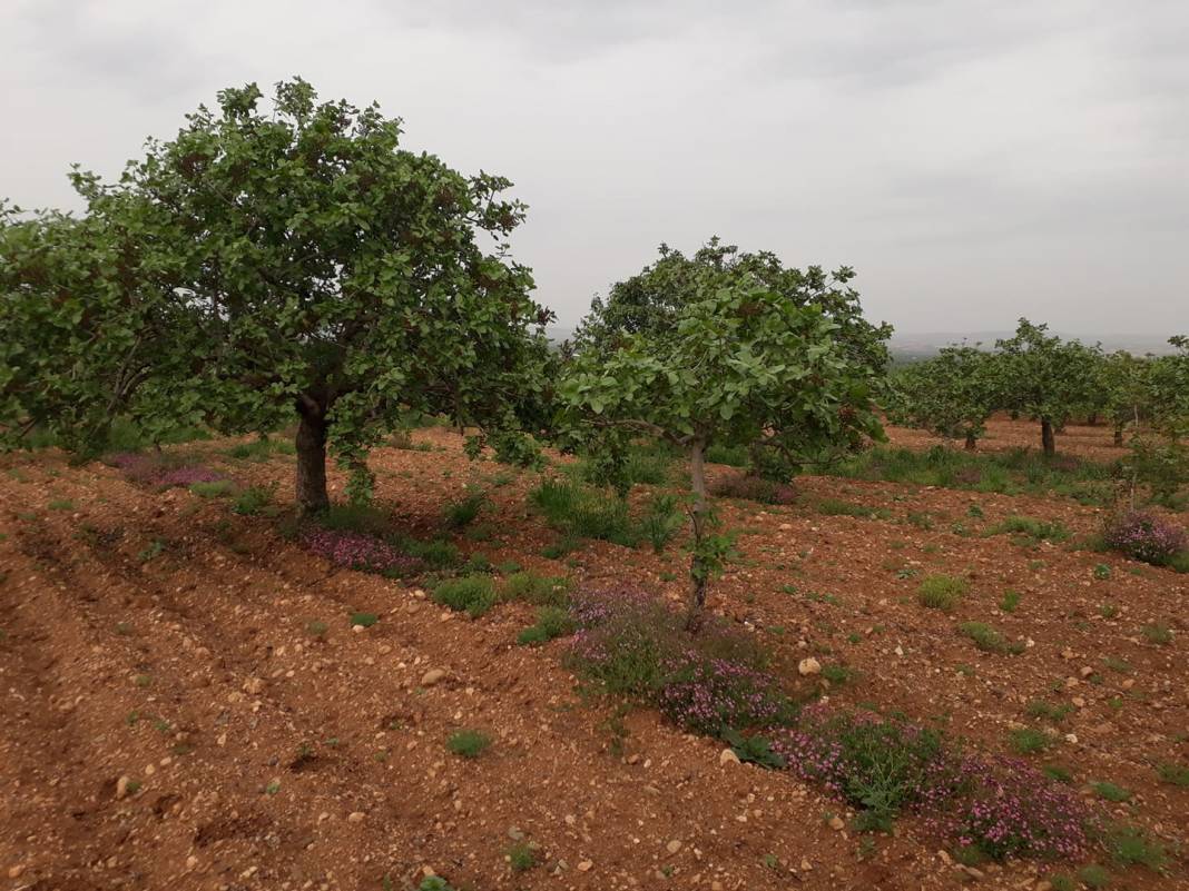 Birecik Altınova Köyü 5