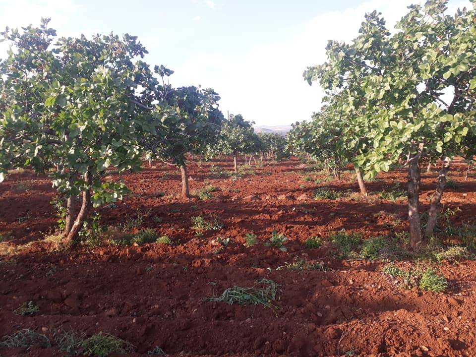 Birecik Altınova Köyü 8