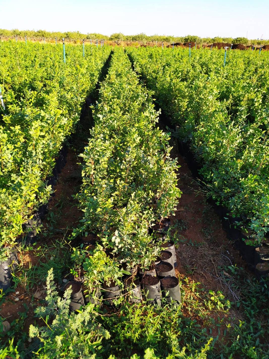 Birecik Altınova Köyü 9