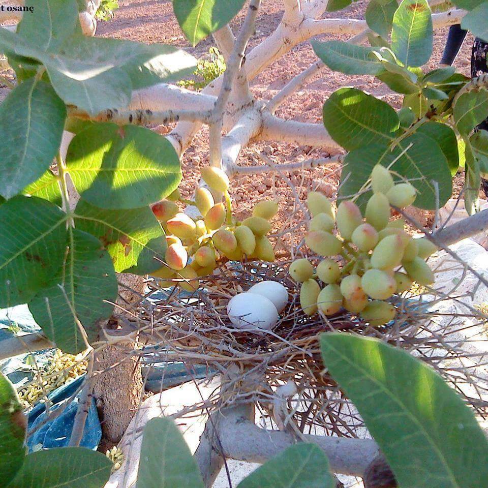 Birecik Bağlarbaşı Köyü 10