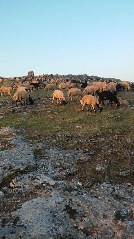 Birecik Cibinören Köyü 10