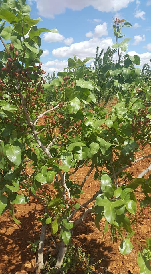 Birecik Cibinören Köyü 11