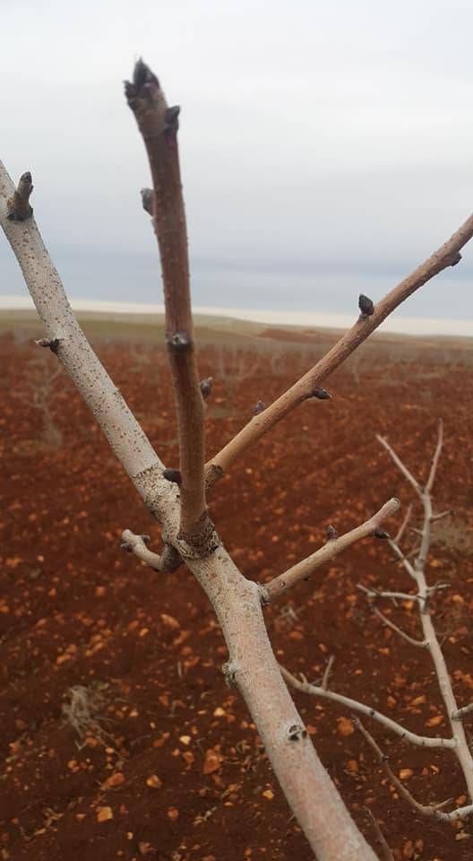 Birecik Cibinören Köyü 6