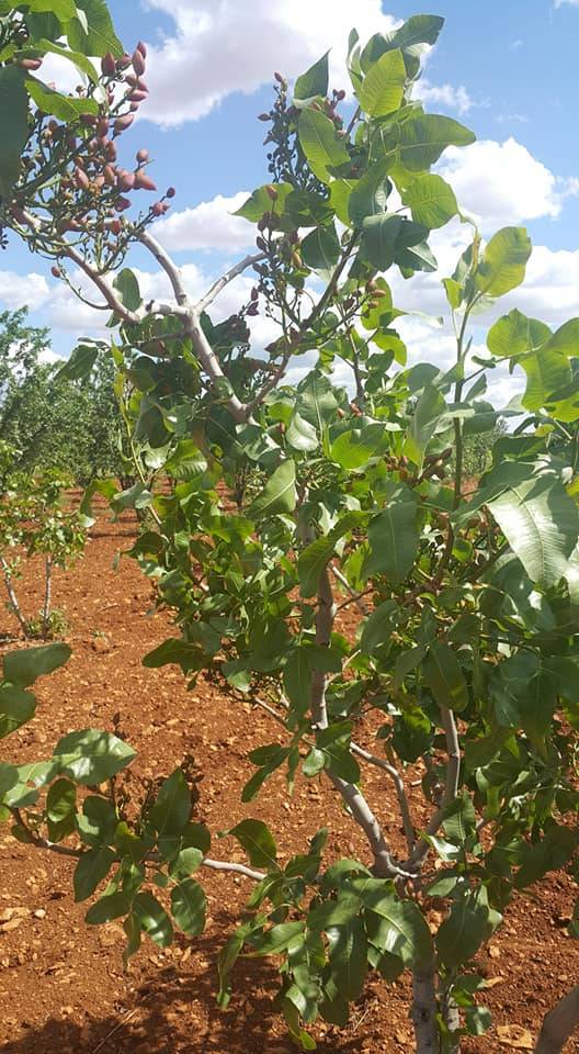 Birecik Cibinören Köyü 9